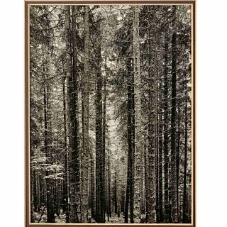 Margaret Bourke-White, The Bohemian Forest, 1938