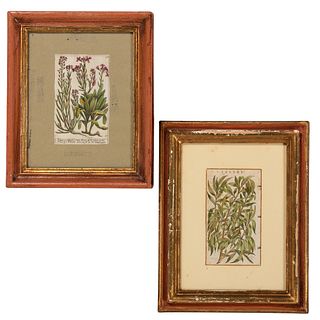 Six Hand-Colored Botanical Engravings