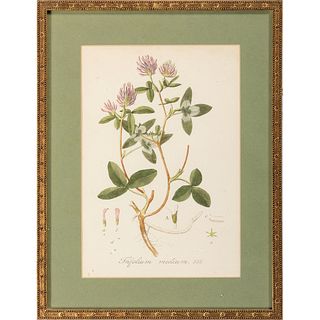 Four Hand-Colored Botanical Engravings