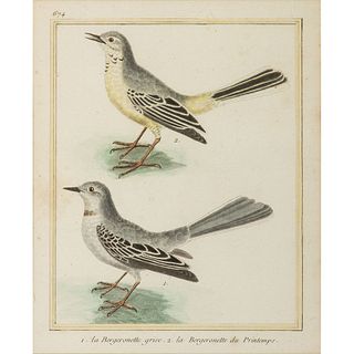 Five French Hand-Colored Avian Engravings