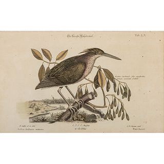 Five German-French Avian Hand-Colored Engravings