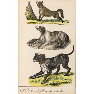 A Pair of Canine Hand-Colored Engravings