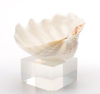 Natural Shell & Lucite Sculpture