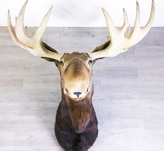 Large Moose Taxidermy