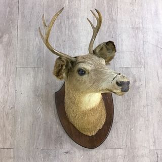 Deer Mount Taxidermy