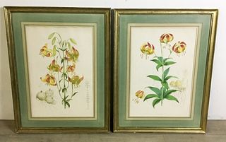 2 Walter Hood Fitch Botanical Lithographs