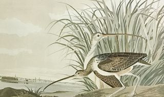 John James Audubon Lithograph Long-Billed Curlew