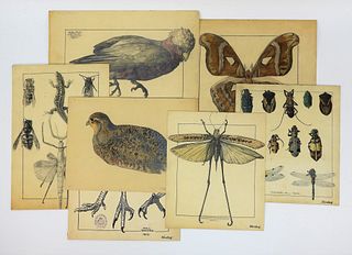 7 German Avian and Insect Figure Study Drawings