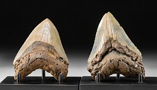 Lot of Two Fossilized Megalodon Teeth