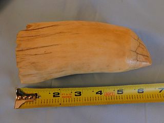 ANTIQUE RAW WHALE TOOTH 