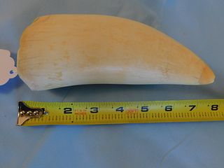 LARGE POLISHED WHALE TOOTH