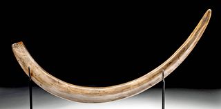 Siberian Pliocene Fossilized Mammoth Tusk