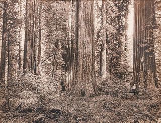 Antique Redwood Tree Photo c1910