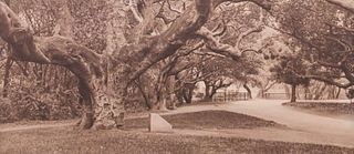 Antique Photo "LeConte Oaks" UC Berkeley c1900-1910