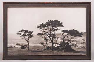 Vintage Photo Monterey Cypress Trees, Pebble Beach, CA