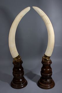 Pareja de colmillos de elefante engastados en latón sobre peana de madera del siglo XX. Se adjunta Cites.
