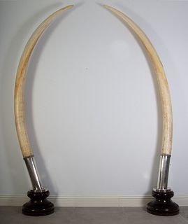 Extraordinaria pareja de colmillos de elefante engastados en metal sobre peana de madera del siglo XX.