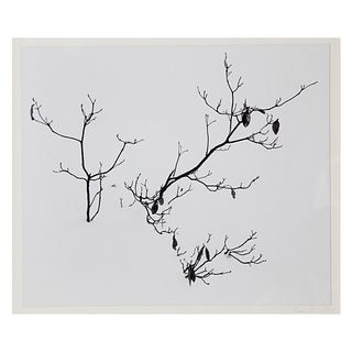 Don Worth, Branches in Snow