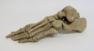 Medical Model Of A Foot Bones, 19th C.