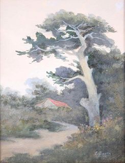 Eunice Booth Watercolor Monterey Cypress c1910