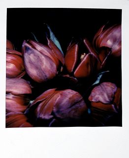 Nobuyoshi Araki (1940)  - Red tulips, years 2000