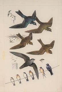 Roger Tory Peterson (American, 1908 - 1996)"Swallows and Swifts"gouache, watercolor, and pencil on boardunsignedboard: 17" x 11 1/2"