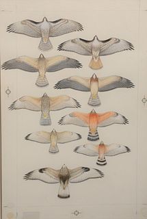 Roger Tory Peterson (American, 1908 - 1996)
"Field Guide to Eastern Birds, 1990"
gouache, watercolor, and pencil on paper
unsigned
sheet size: 17" x 1