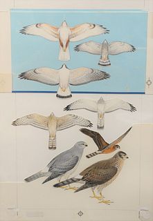 Roger Tory Peterson (American, 1908-1996) "Northern Harrier & Boueos" gouache, watercolor and pencil on board cutouts unsigned board: 17" x 11 1/2"