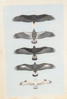 Roger Tory Peterson (American, 1908 - 1996)
"Eagles - Osprey Overhead, 1980"
gouache, watercolor, and pencil on board
unsigned
board: 17" x 11 1/2"
