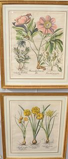 Set of Six Basilius Besler (1561 - 1629) Botanical Celeberrimo Eystettensis
campanula minor sylvestris flore caeruleo consolida regalis arvensis flore