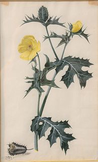 Willem de Heer (1638 - 1681)
"The Thorny Poppy"
pencil, watercolor, gouache
signed, numbered, and dated 17 October 1660 verso
sight size: 14 1/4" x 8 