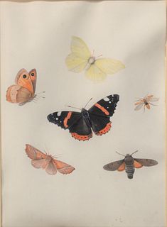 Pieter Withoos (1654 - 1693)
Butterfly, Moths, and Insects
gouache
initialed P.W. lower right
sight size: 9" x 6 1/2"