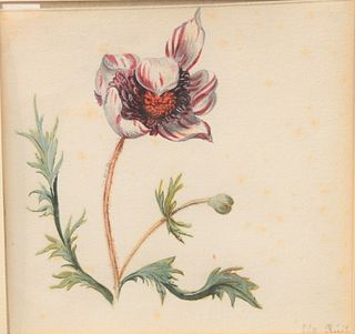 Rachel Rugsch (1664 - 1750)"A Tulio", study of a flower watercolor on paper signed and titled Tulio Ruysch lower right, 5 1/4" x 5"