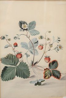 Alida Withoos (Dutch, 1659/60 - 1730)
Strawberry Plant with Flowers
watercolor and ink on paper
signature Alida Withoos lower right 
sight size: 12 1/