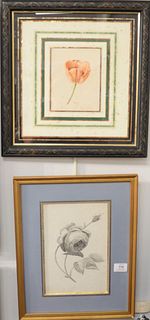 Three Piece Lot Framed Flower Studies to Include Dutch 18th Century 
Rose
grey wash study
sight size: 10 3/4" x 7"
unsigned
and Continental School 
st