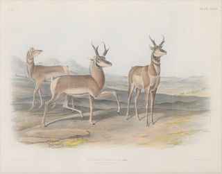 John James Audubon (1785 - 1851)
Antilope Americana, prong horned antelope
hand colored lithograph by J. T. Bowen
sight size 21" x 27"
Provenance: Est