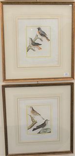 Set of Four Francois Nicola Martinet (1725 - 1804)
Gros-Bec, Moineau, L'Alouette, Rossignol
hand-colored bird engravings
plate size 10 1/4" x 8 1/4"
P