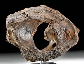Fossilized Mammoth Neck Vertebra