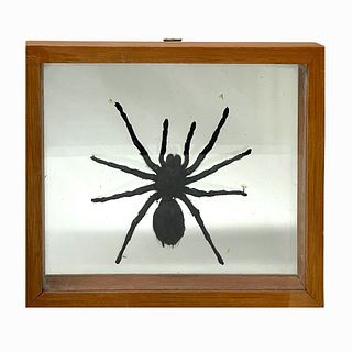 (1) African Framed Tarantula