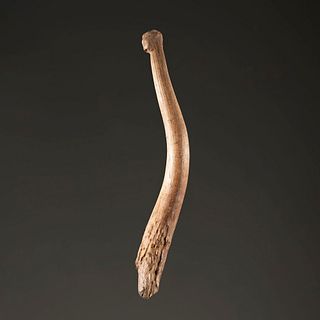 A Large Antler Flaking Tool, 8 in.