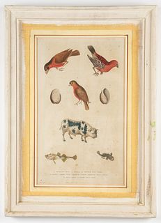 Martyn "Natural History" Hand-Colored Plate, 1785