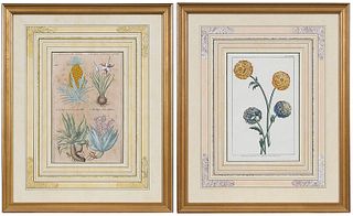 Two Continental Botanical Prints