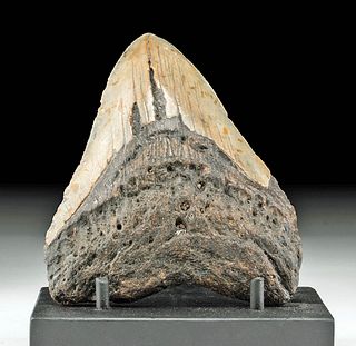 Large Fossilized Megalodon Shark Tooth