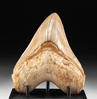 Stunning Fossilized Megalodon Tooth - 5.5"