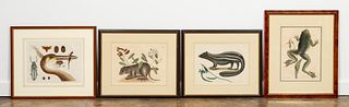MARK CATESBY, HAND COLORED ENGRAVINGS, ANIMALS
