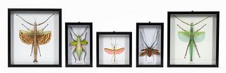 FIVE FRAMED INSECTS, SCIENTIFIC SPECIMENS