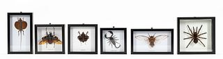 6 SCIENTIFIC SPECIMENS, INSECTS & REPTILE, FRAMED