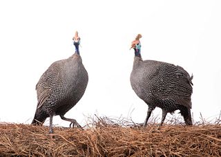 GROUP OF 2, HELMETED GUINEA FOWL MOUNT