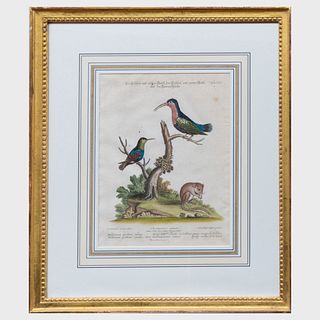 After George Eduards (1694-1773): Ornithological Prints: Six Plates