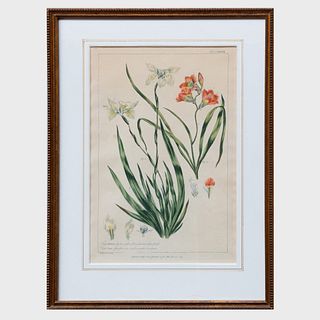 Phillip Miller (1691-1771) after R. Lancake: Gladiolus; Amaryllis; Iris; Cypripedium; Dianthus; and Morea